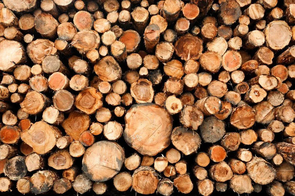 Raw Debarked Pine Wood Lumber - KrisTech Wire (Photo via Shutterstock)