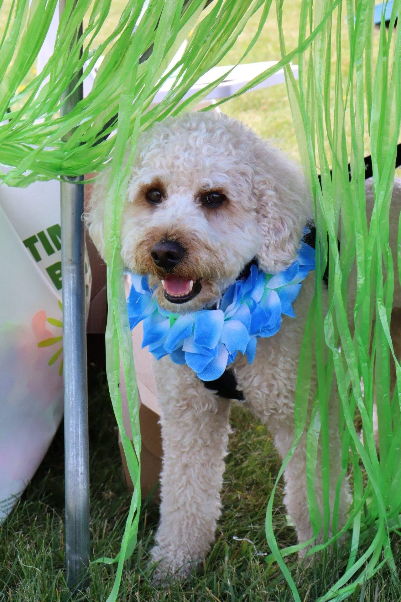 Everyone, even pets, enjoyed the KrisTech Summer Picnic. Photo by Gino Geruntino.